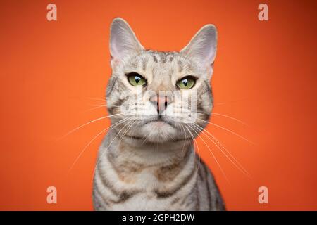 silver tabby bengal cat looking at camera strictly on orange background with copy space Stock Photo