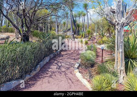 Walking path in the Tehuacan Cuicatlan Biosphere Reserve with different types of endemic mexican cactus and trees, Oaxaca, Mexico. Stock Photo
