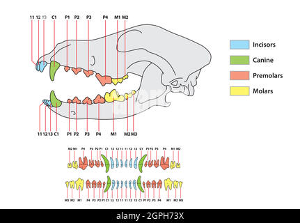 Dog teeth anatomy. Canine tooth anatomic scheme veterinary education ...