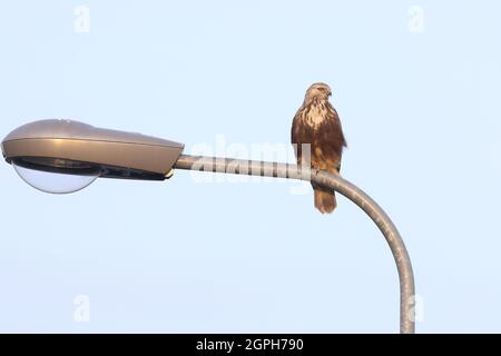 rough-legged buzzard Stock Photo