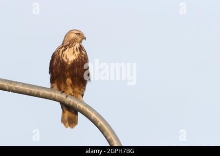 rough-legged buzzard Stock Photo