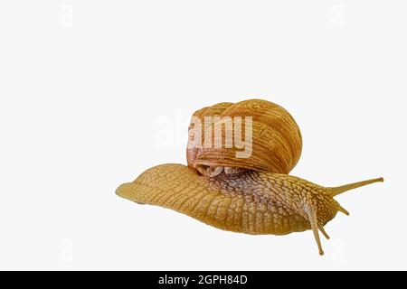 Common Garden Snail isolated on a white background. Grape snail isolated on a white background. Helix pomatia, burgundy snail, Roman snail, edible Stock Photo