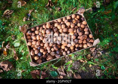 Harvested Walnuts in a crate lying in the grass Stock Photo