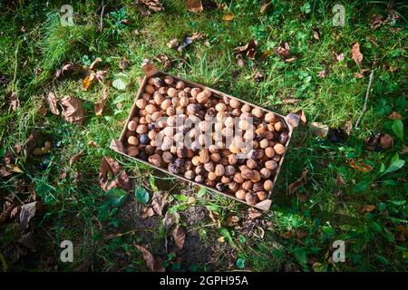 Harvested Walnuts in a crate lying in the grass Stock Photo