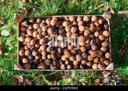 Harvested Walnuts in a crate lying in the grass Stock Photo