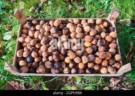 Harvested Walnuts in a crate lying in the grass Stock Photo