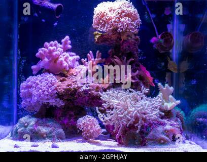 Various species of multi-colored corals in aquarium. Colorful corals live underwater in purple light. Aquarium bottom decoration. Underwater life. Stock Photo