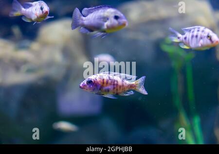 Aulonocara species ‘OB Peacock’ cichlids in fish tank. The meaning of OB is Orange blotched. Stock Photo
