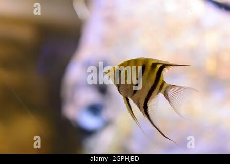 Pterophyllum altum, also referred to as the altum angelfish, deep angelfish, or Orinoco angelfish, in fish tank. Stock Photo