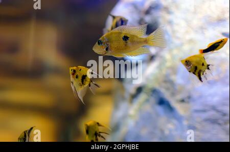 Gold Aulonocara species ‘OB Peacock’ cichlid in fish tank, with several yellow angelfish at the background. The meaning of OB is Orange blotched. Stock Photo