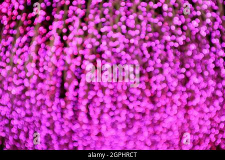 Abstract Blurred Vibrant Orchid Pink Illuminated Lights for Background or Banner Stock Photo
