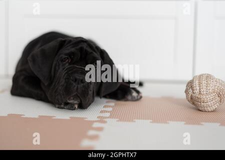Portrait of a female Neapolitan mastiff puppy with a black coat lying next to a toy made of rope in the shape of a ball Stock Photo