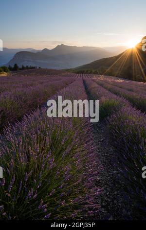 Lavender field in Provence, France Stock Photo