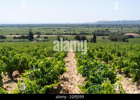 Vineyard in Chateauneuf-du-Pape, France Stock Photo