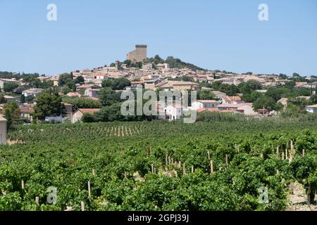 Vineyard in Chateauneuf-du-Pape, France Stock Photo