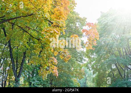 Beautiful autumn colours as forest leaves begin to turn red, orange and yellow. Vibrant natural seasons changing in parks. Stock Photo