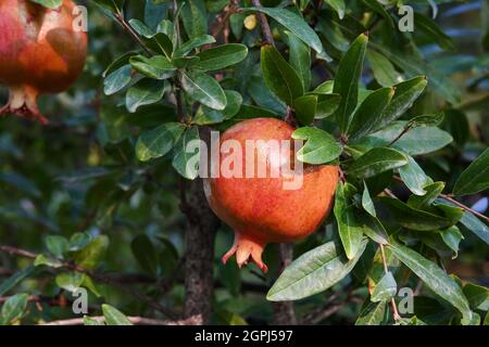 Ripe pomegranate fruits hanging on tree in garden Stock Photo