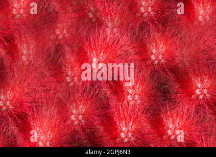 Nature background, Red flowers in an abstract floral pattern. Creative floral textured layout Stock Photo