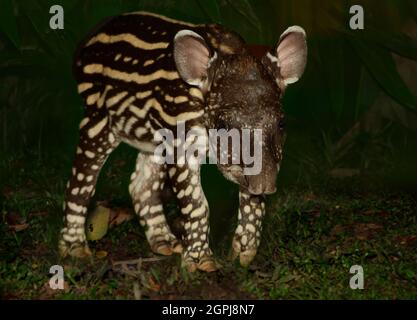 Baby South American tapir (Tapirus terrestris) during night. Manu National Park, Peru Stock Photo