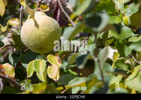 Quince foliage with ripening fruit. Immature items covered with dense grey-white fine hair Stock Photo