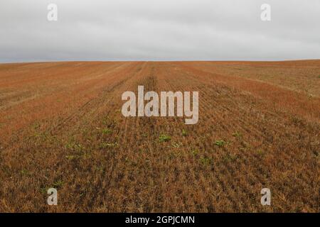 The field extending into the horizon. autumn gray weather.  Stock Photo