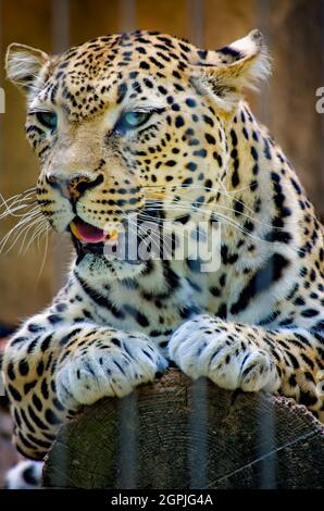 An African leopard (Panthera pardus pardus) rests on a log at the Memphis Zoo, Sept. 8, 2015, in Memphis, Tennessee. Stock Photo