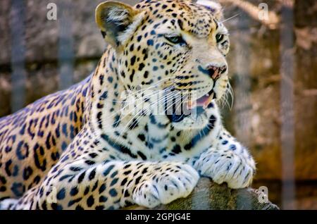 An African leopard (Panthera pardus pardus) rests on a log at the Memphis Zoo, Sept. 8, 2015, in Memphis, Tennessee. Stock Photo