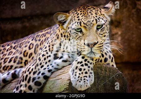 An African leopard (Panthera pardus pardus) rests on a log at the Memphis Zoo, Sept. 8, 2015, in Memphis, Tennessee. Stock Photo