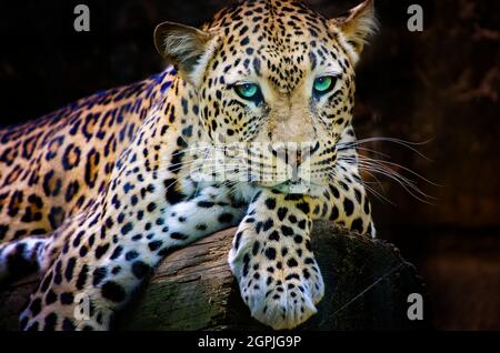 An African leopard (Panthera pardus pardus) rests on a log at the Memphis Zoo, Sept. 8, 2015, in Memphis, Tennessee. Stock Photo