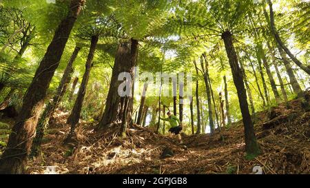 A woman (62) walks carefully down a steep track under a bright green umbrella of forest ferns in New Zealand Stock Photo