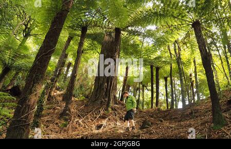 A woman (62) walks carefully down a steep track under a bright green umbrella of forest ferns in New Zealand Stock Photo