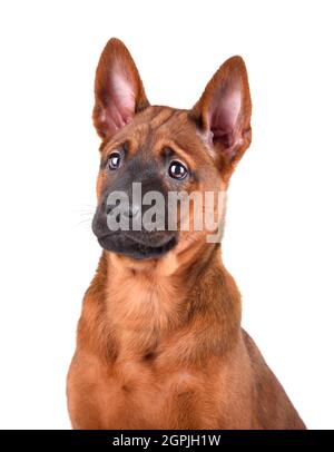 Portrait of three months Thai Ridgeback puppy isolated on a white background Stock Photo