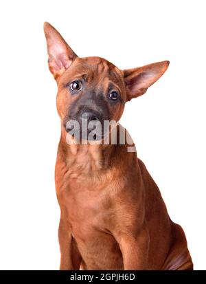 Portrait of three months Thai Ridgeback puppy isolated on a white background Stock Photo