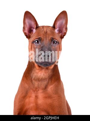 Portrait of three months Thai Ridgeback puppy isolated on a white background Stock Photo