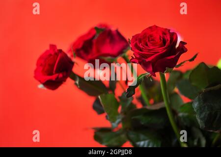 three red roses on a red background. Stock Photo
