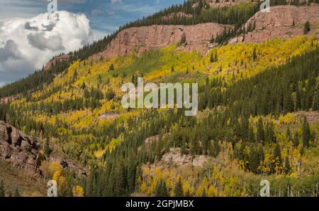 Aspens in Fall, Elk Mountains, Upper Cement Creek, Gunnison County, Colorado, September Stock Photo