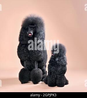 Funny big and toy black poodles teasing each other with tongue out sitting on  a color background Stock Photo