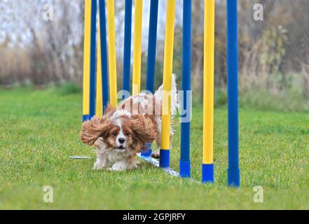 Cavalier King Charles Spaniel doing slalom in agility dog competition Stock Photo