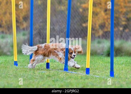 Cavalier King Charles Spaniel doing slalom in agility dog competition Stock Photo