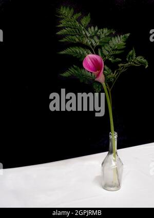 a maroon calla lily with a fern leaf inside a glass bottle, on a white table with a black background, vertical Stock Photo