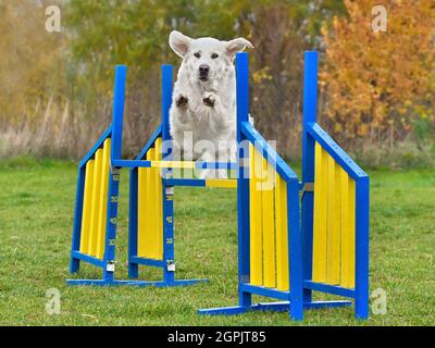 Funny agility hot sale dog