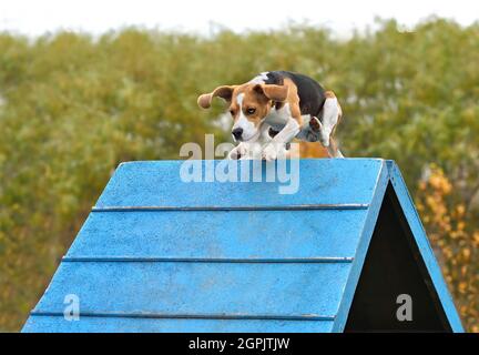 Tricolor beagle climbing an A-frame at a dog agility trial Stock Photo