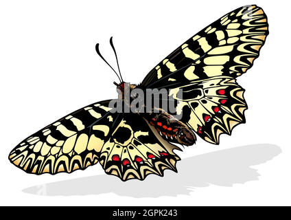 Southern Festoon Butterfly Stock Vector