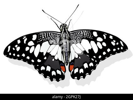 Lime Butterfly Stock Vector