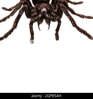 Creepy hairy Tarantula with large fangs isolated on white Stock Photo