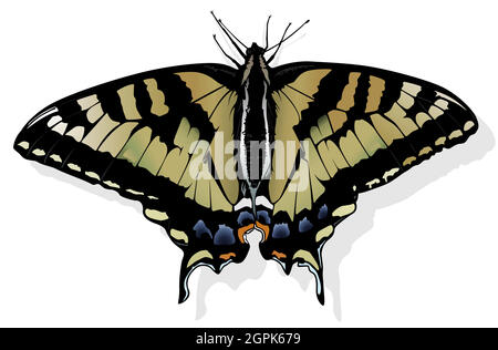 Eastern Tiger Swallowtail Stock Vector
