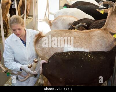 Female farmer preparing equipments for milking of goats Stock Photo