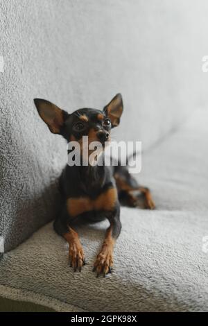 Pinscher miniature dog lies on the couch Stock Photo Alamy