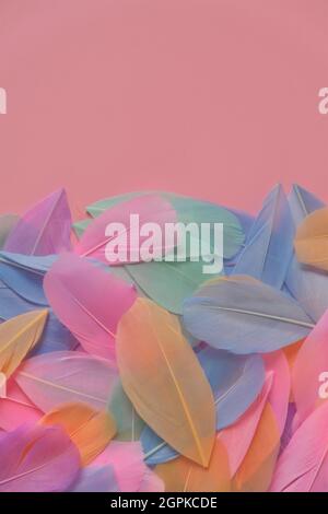 Feathers multicolored in pastel colors on a pink background. Feathers texture. Pink, mint, blue and purple feathers.feathers texture Stock Photo