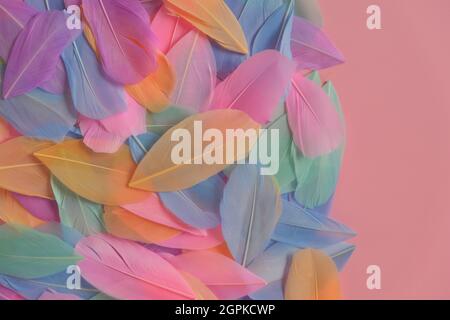 Feathers multicolored in pastel colors on a pink background. Feathers texture. Pink, mint, blue and purple feathers. Stock Photo